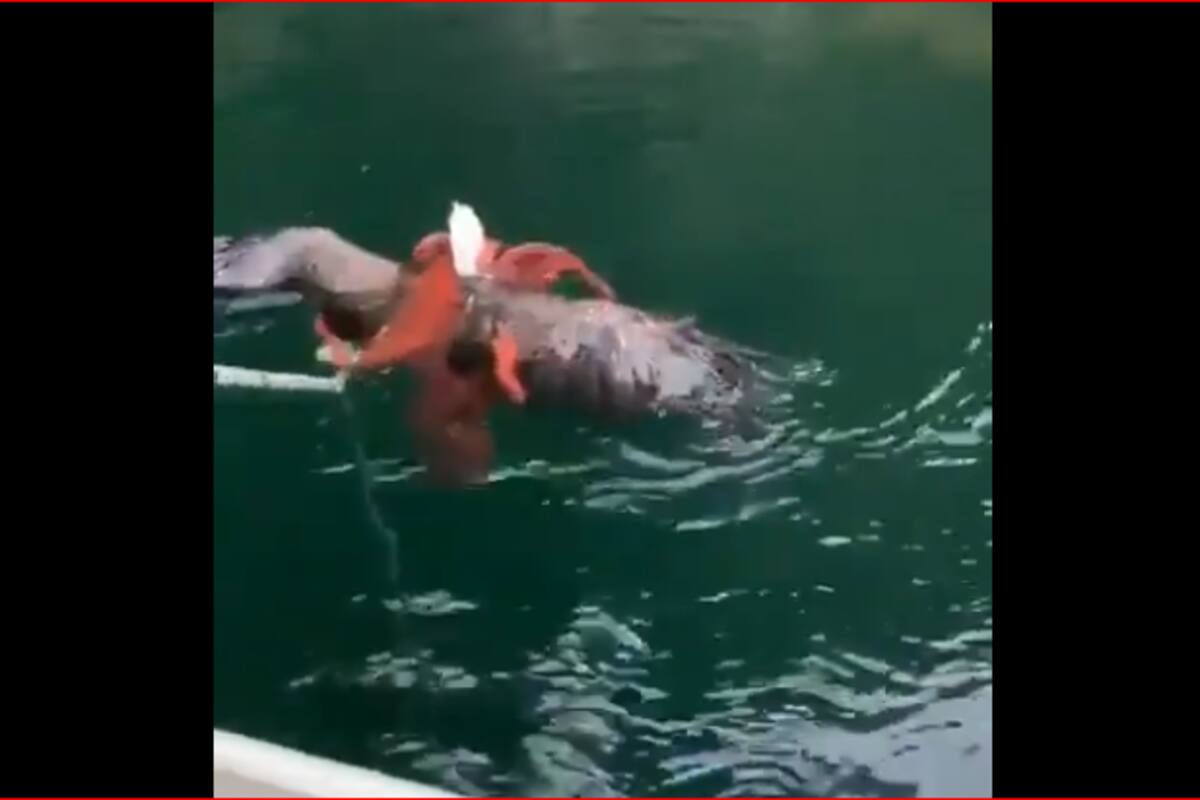 Pescadores logran salvar a una águila calva de los tentáculos de un pulpo