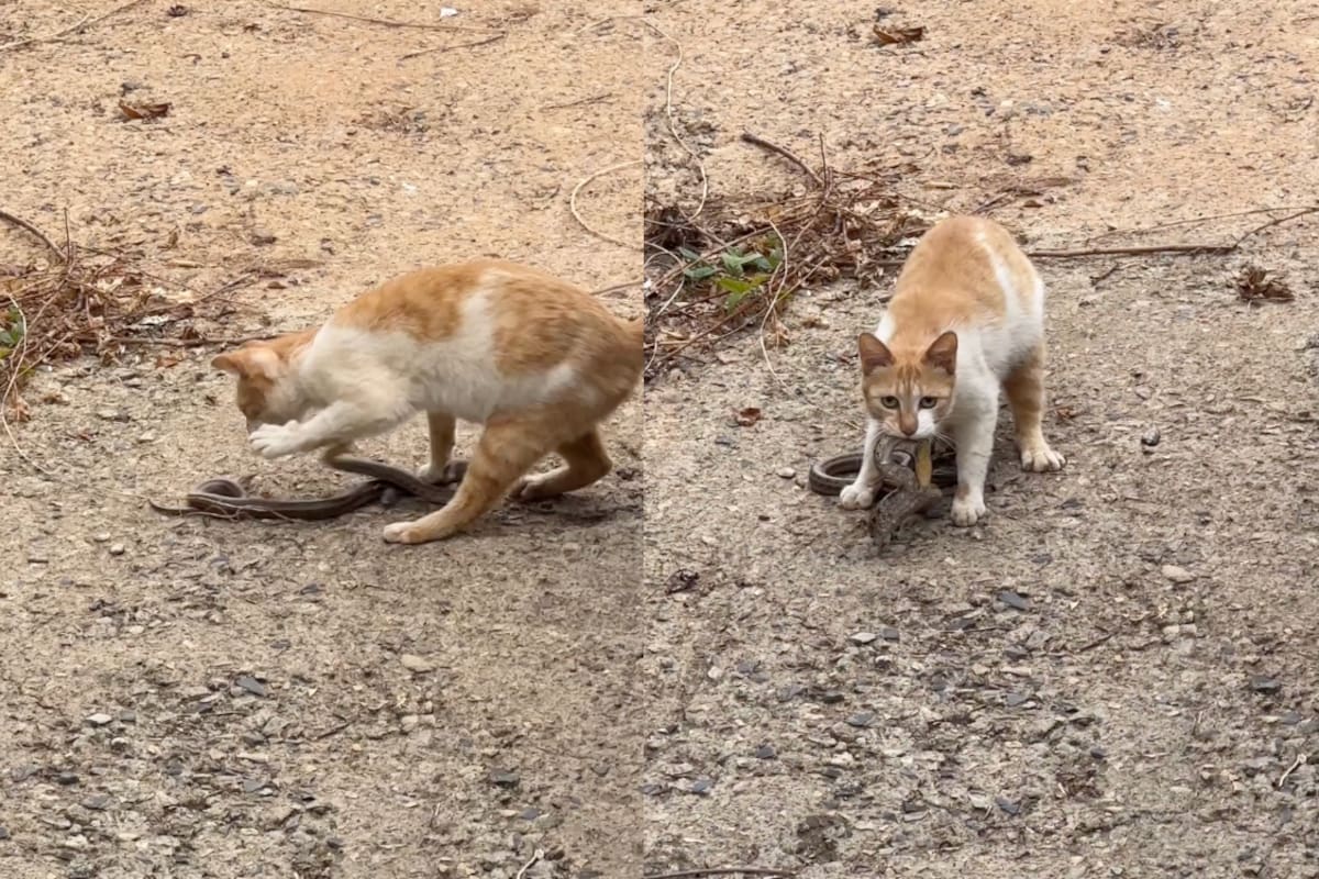 Impresionante video: un gato demuestra su destreza al cazar una serpiente