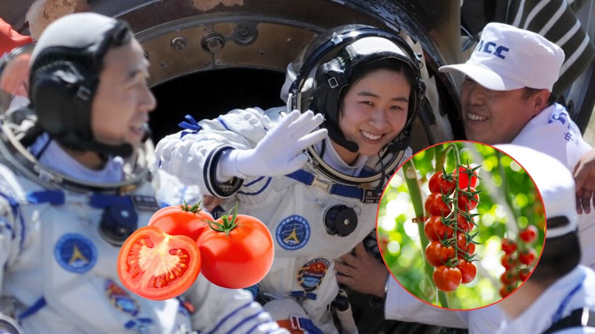 Astronautas chinos celebraron cosecha de tomates cultivados en el espacio tras más de 100 días en la estación Tiangong, informó China Media Group