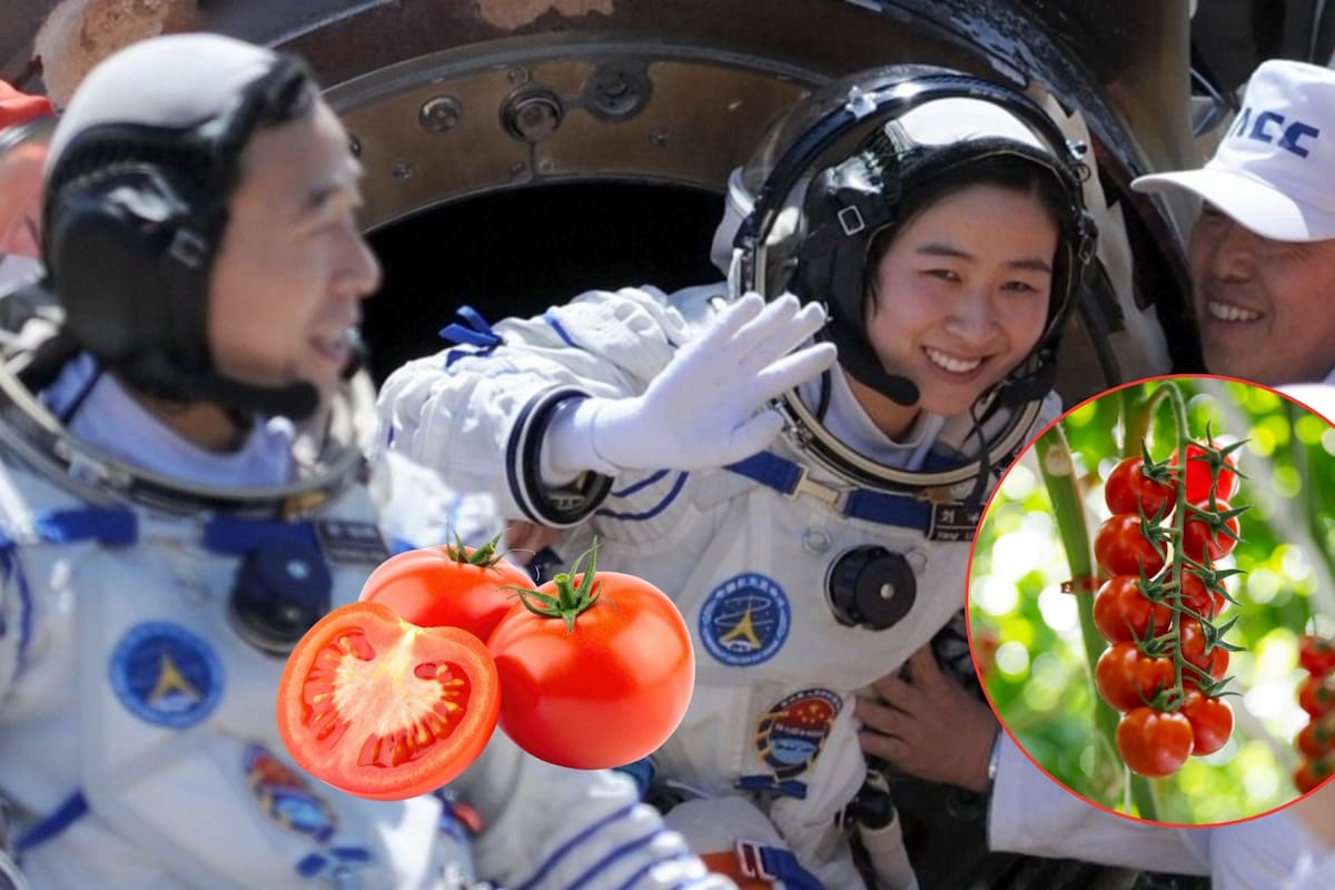 Astronautas chinos celebraron cosecha de tomates cultivados en el espacio tras más de 100 días en la estación Tiangong, informó China Media Group