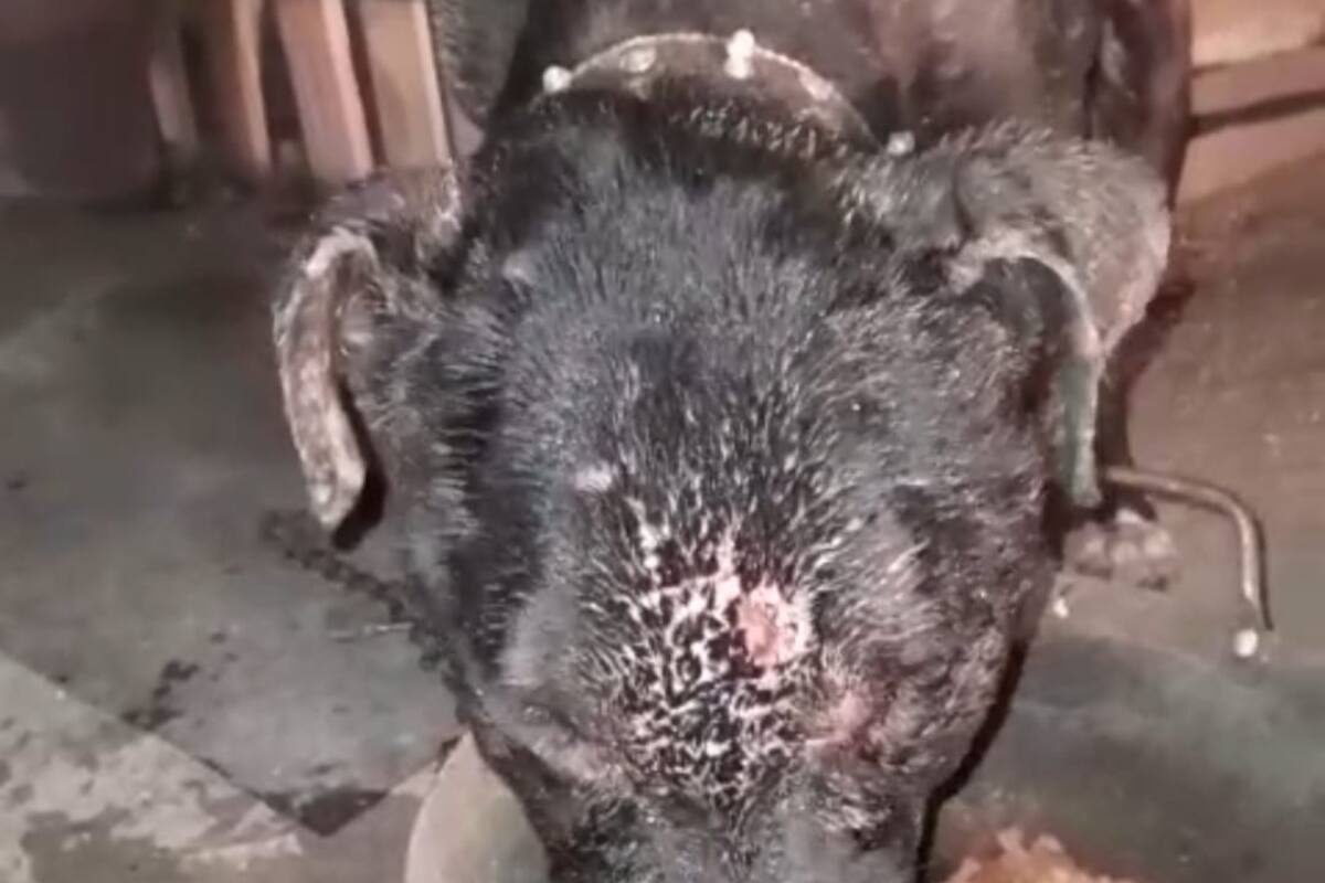 Exigen justicia para “Negrito”, can asesinado tras violento ataque familiar en Tijuana