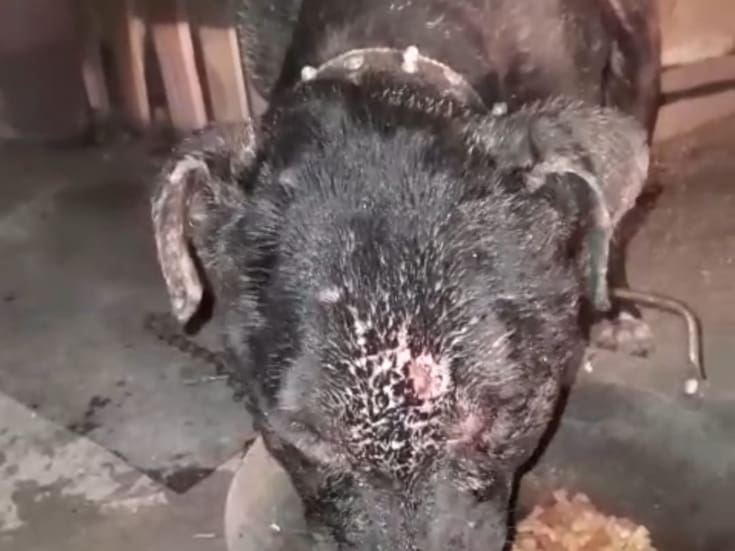 Exigen justicia para “Negrito”, can asesinado tras violento ataque familiar en Tijuana