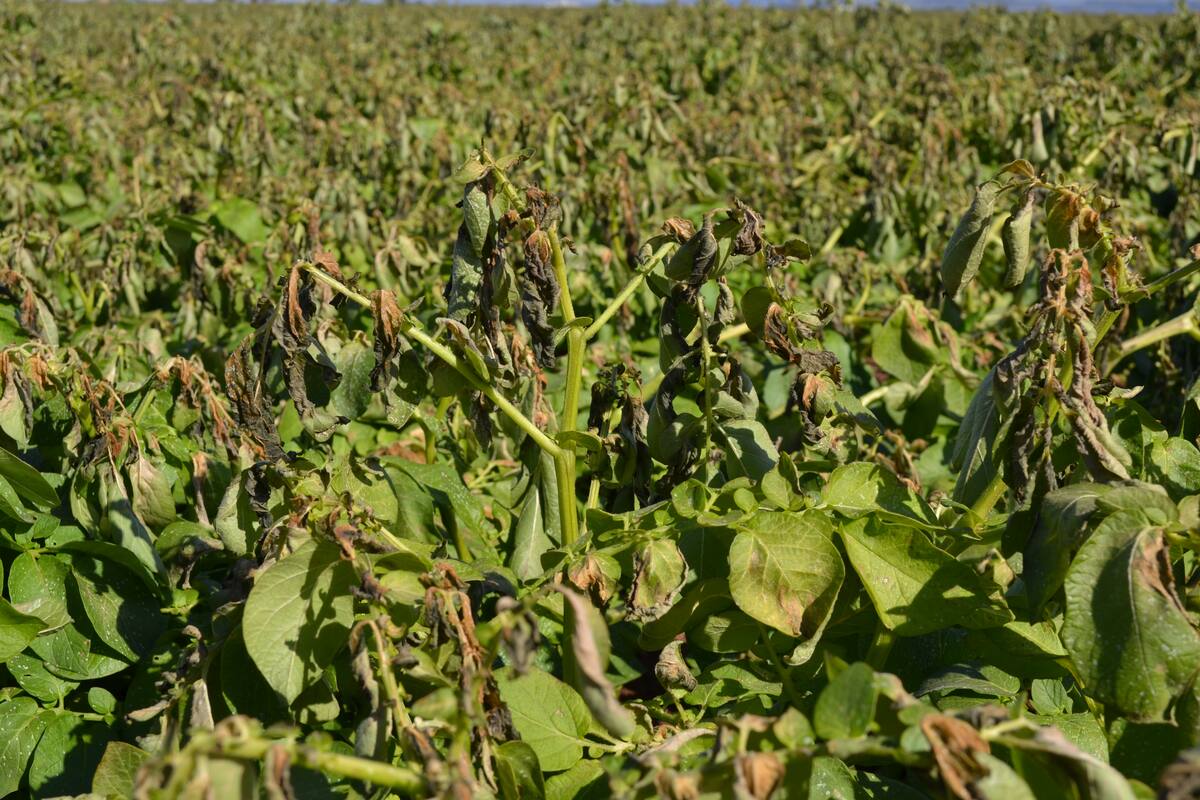 Están en alerta productores del Valle del Mayo ante posibles heladas