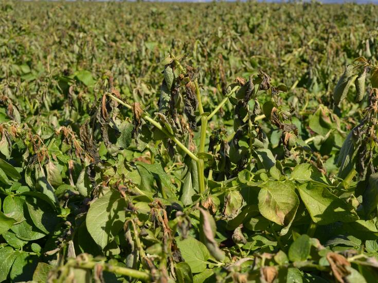 Están en alerta productores del Valle del Mayo ante posibles heladas