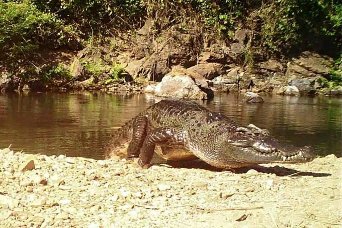 Captan a un cocodrilo de Siam, especie en peligro de extinción
