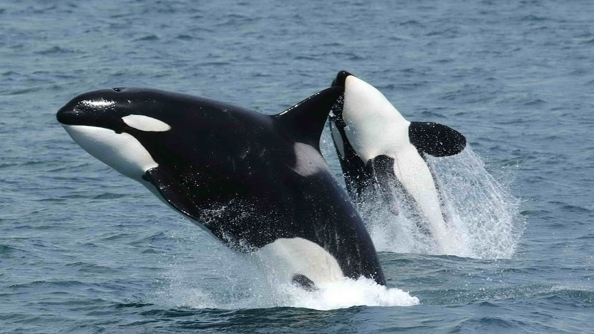 Orcas atacan dos veleros frente a la costa de Portugal; tripulaciones tuvieron que ser rescatadas