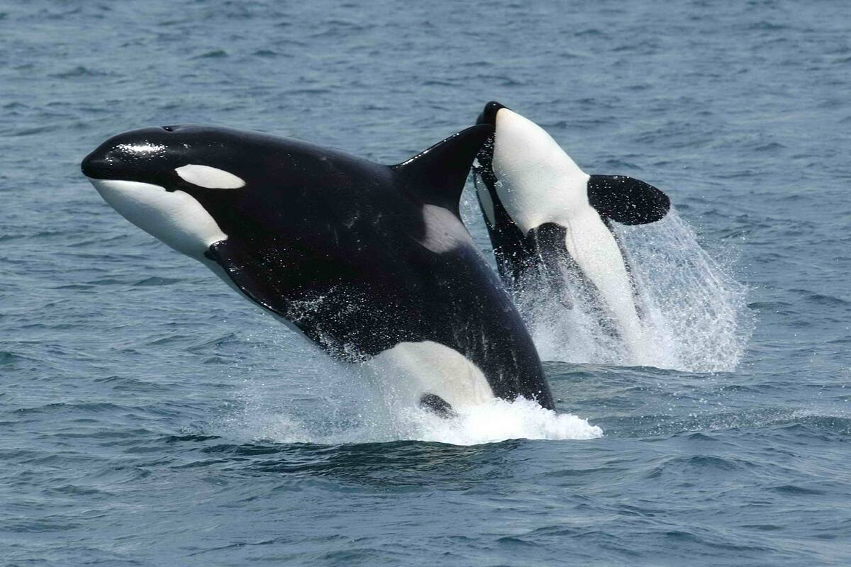 Hombre saltó al mar sobre una orca para tocarla en Nueva Zelanda, tendrá que pagar multa