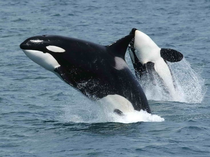 Orcas atacan dos veleros frente a la costa de Portugal; tripulaciones tuvieron que ser rescatadas