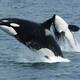 Orcas atacan dos veleros frente a la costa de Portugal; tripulaciones tuvieron que ser rescatadas