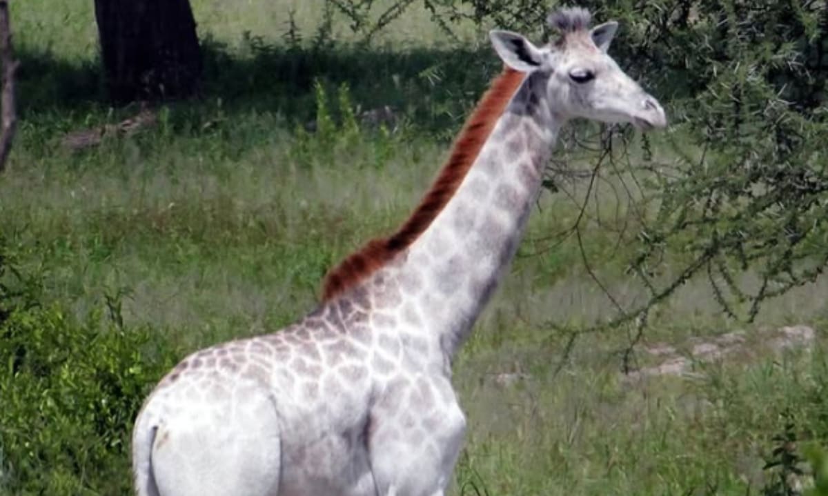 Esta es la única jirafa blanca conocida y está en Kenia