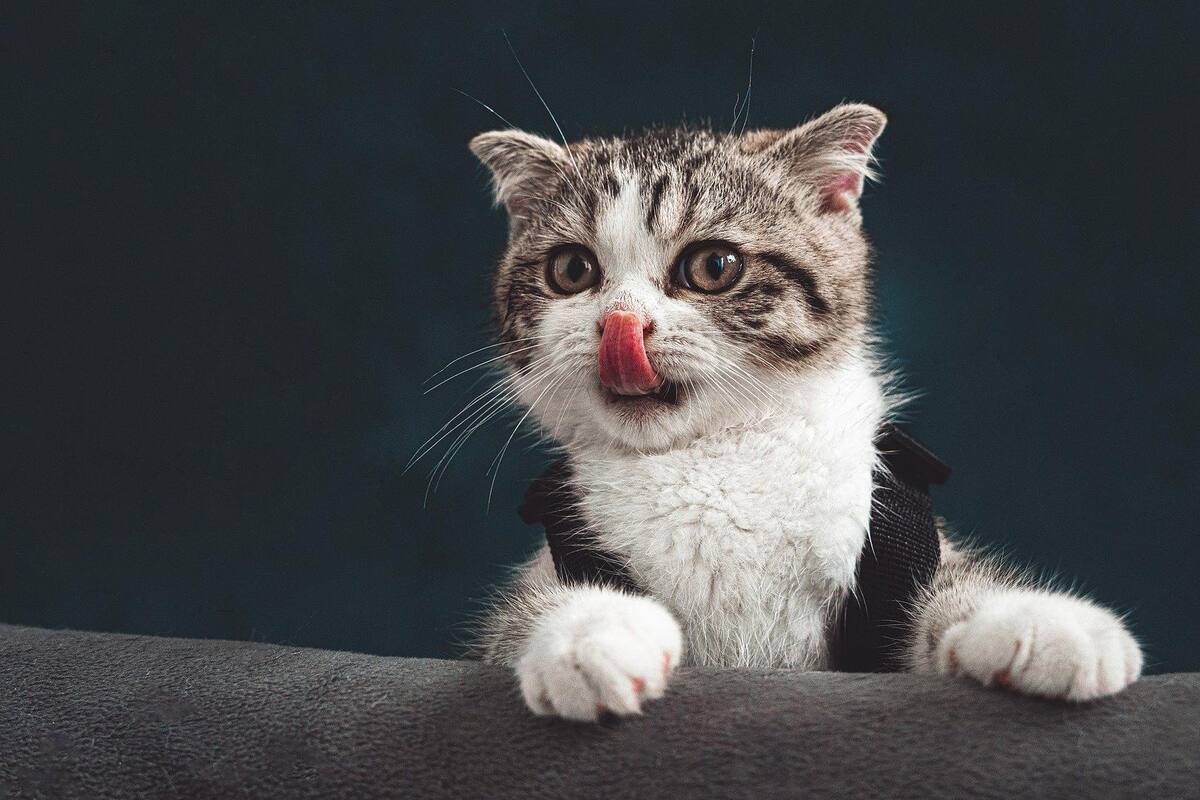 Abren el primer kínder para gatos en Ecuador
