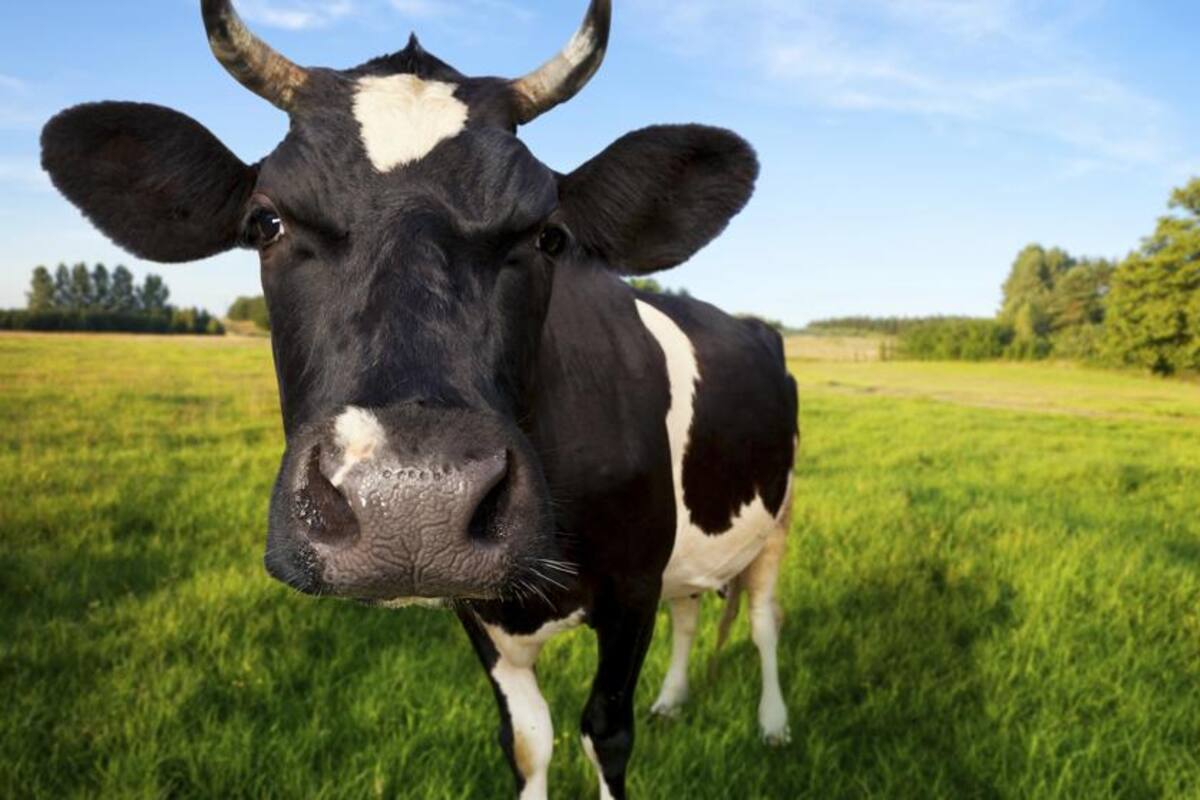 Vaca va a la ventana de su dueño para recibir un abrazo todas las mañanas