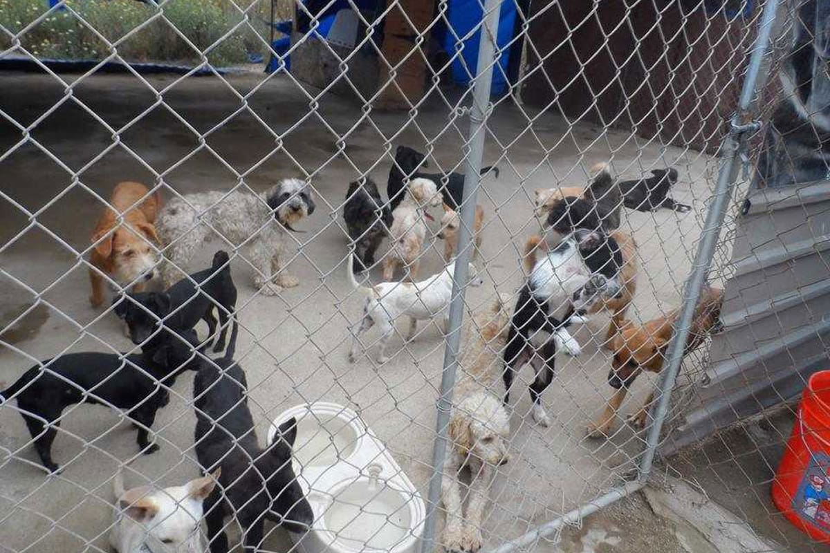 Atiende municipio quejas de maltrato animal