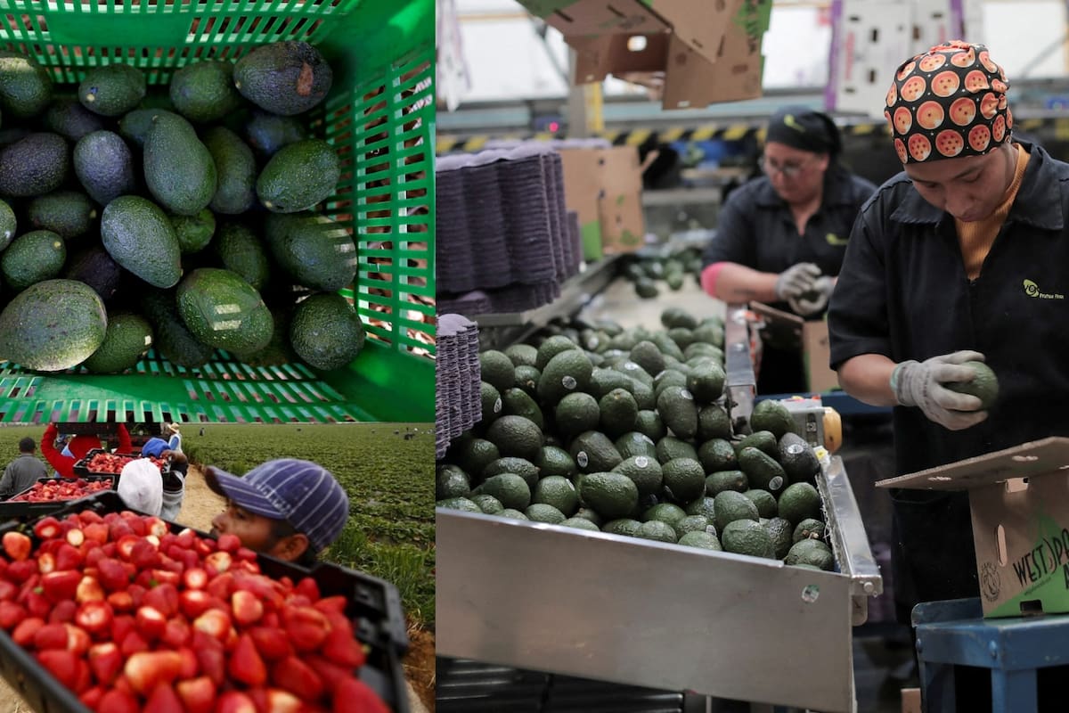 Exportaciones mexicanas de aguacate y frutos rojos enfrentan presiones por deforestación y reglas laborales del Tratado entre México, Estados Unidos y Canadá (T-MEC), advirtió Claudia Sheinbaum al presentar una iniciativa en el Senado para crear un Certificado Laboral para la Agroexportación