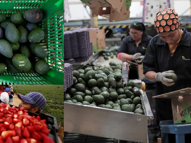 Exportaciones mexicanas de aguacate y frutos rojos enfrentan presiones por deforestación y reglas laborales del Tratado entre México, Estados Unidos y Canadá (T-MEC), advirtió Claudia Sheinbaum al presentar una iniciativa en el Senado para crear un Certificado Laboral para la Agroexportación