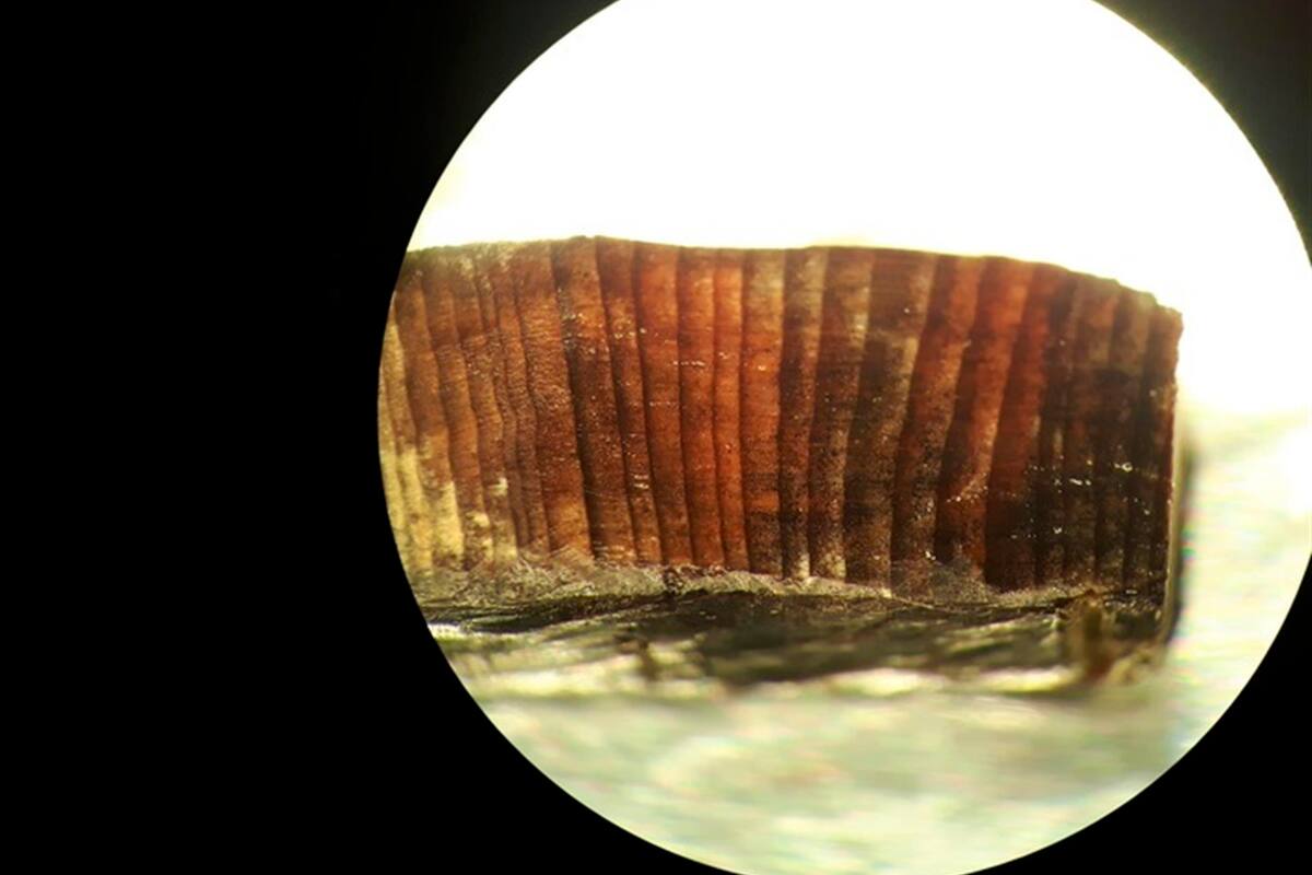 Colón no fue el primer europeo en llegar a América: Los vikingos le ganaron