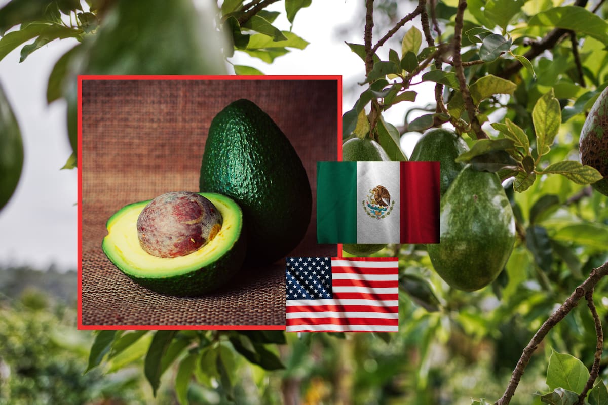 La dependencia de Estados Unidos por el aguacate mexicano y la importancia de su exportación para ambos países