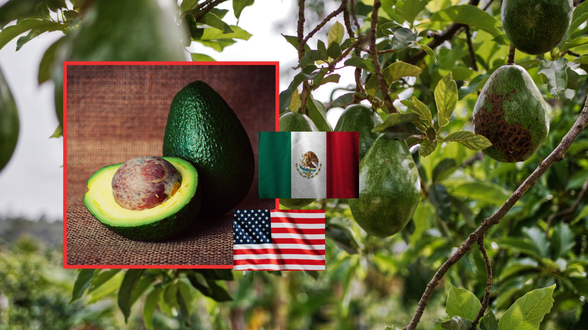 En territorio estadounidense, una interrupción prolongada podría reducir la oferta y presionar los precios al mayoreo. En México puede producirse el fenómeno contrario: si la fruta destinada a exportación no encuentra salida, aumenta la disponibilidad interna y disminuye el precio pagado en las zonas productoras.