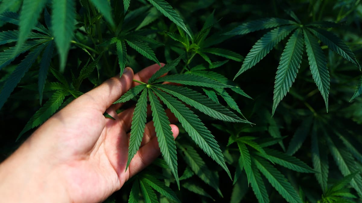 El uso medicinal del cannabis crece pese a resultados limitados en salud mental. /Reuters