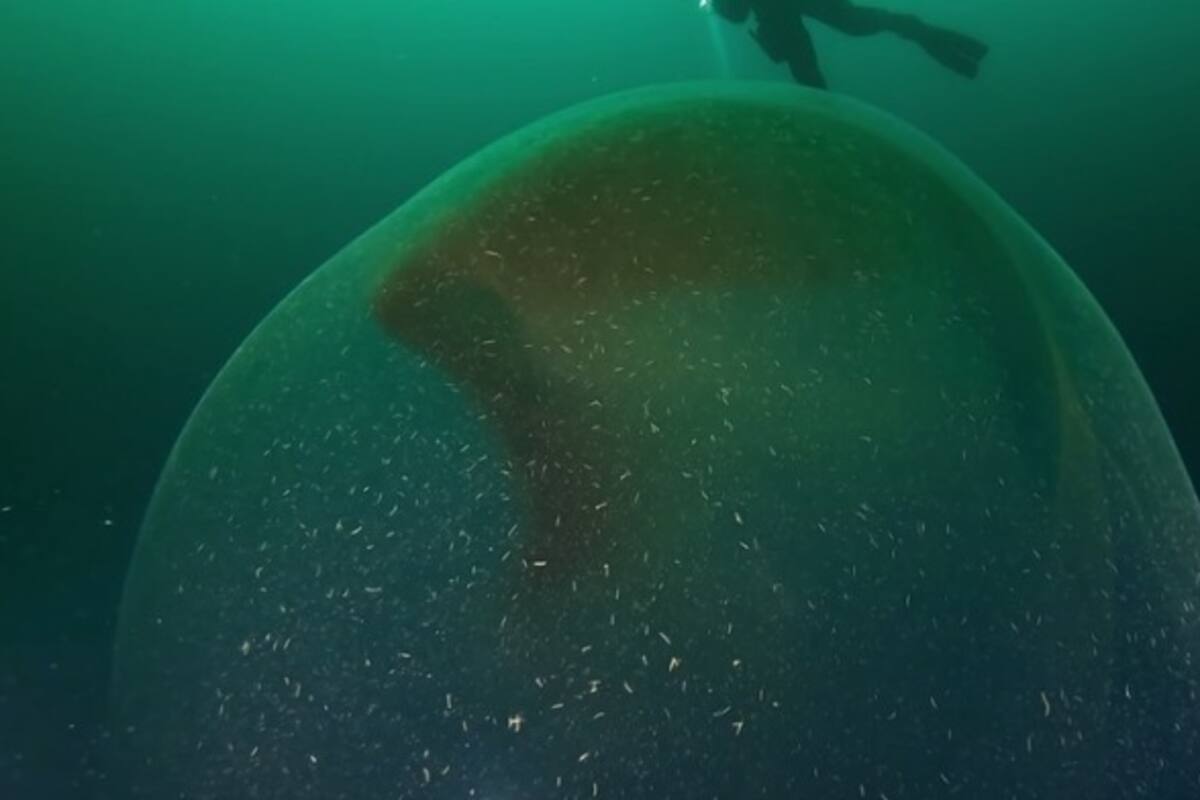 VIDEO: Descubren enorme bolsa gelatinosa con huevos de calamar