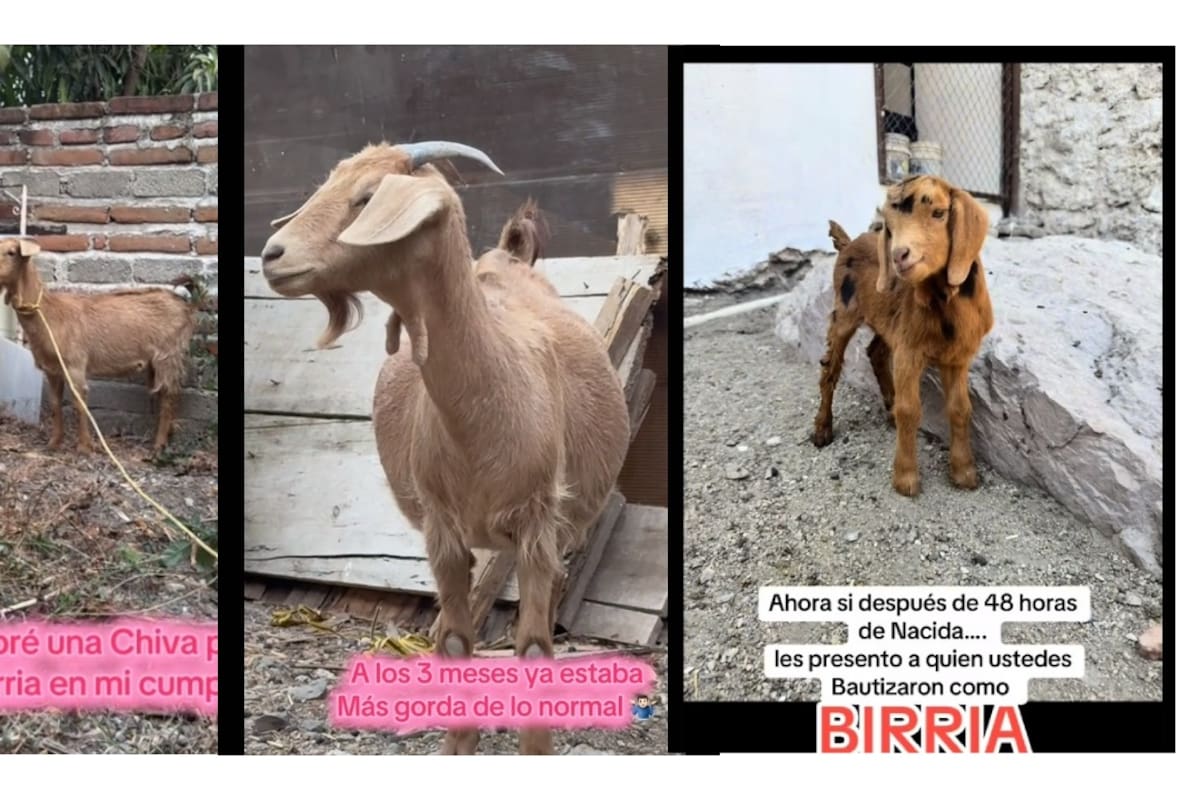 De birria a mascota: compra una chiva para celebrar su cumpleaños y se lleva una sorpresa