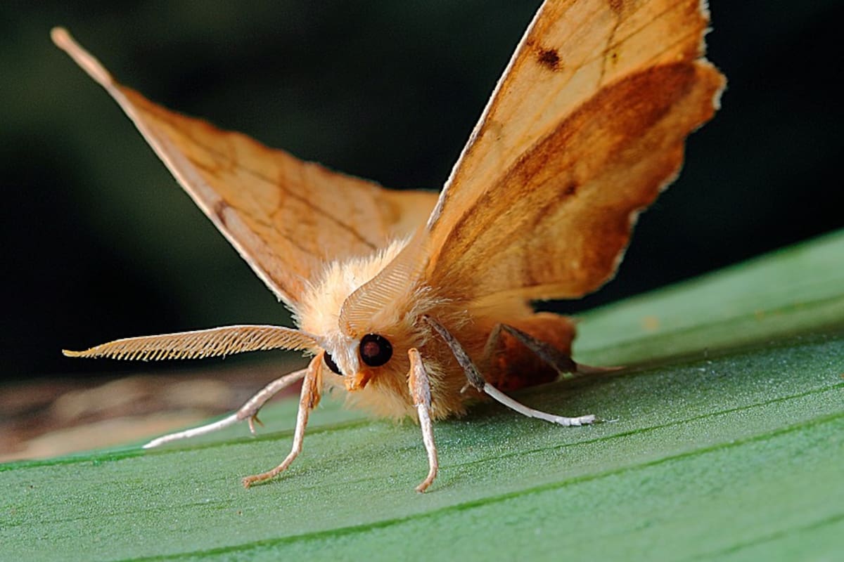 Encuentran una polilla gigante