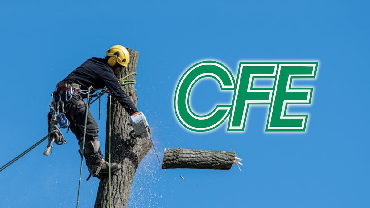 CFE fue multada con 14 mil pesos por realizar poda irregular de árboles en una plaza comercial de Durango, tras intervenir sin permisos ambientales ni autorización municipal