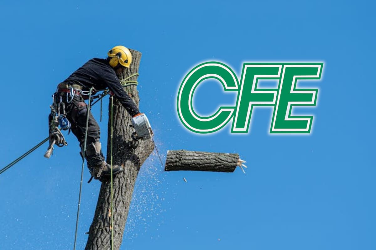 CFE fue multada con 14 mil pesos por realizar poda irregular de árboles en una plaza comercial de Durango, tras intervenir sin permisos ambientales ni autorización municipal