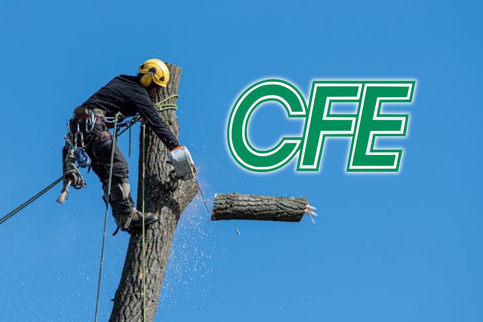 MULTA PARA CFE: Poda irregular árboles