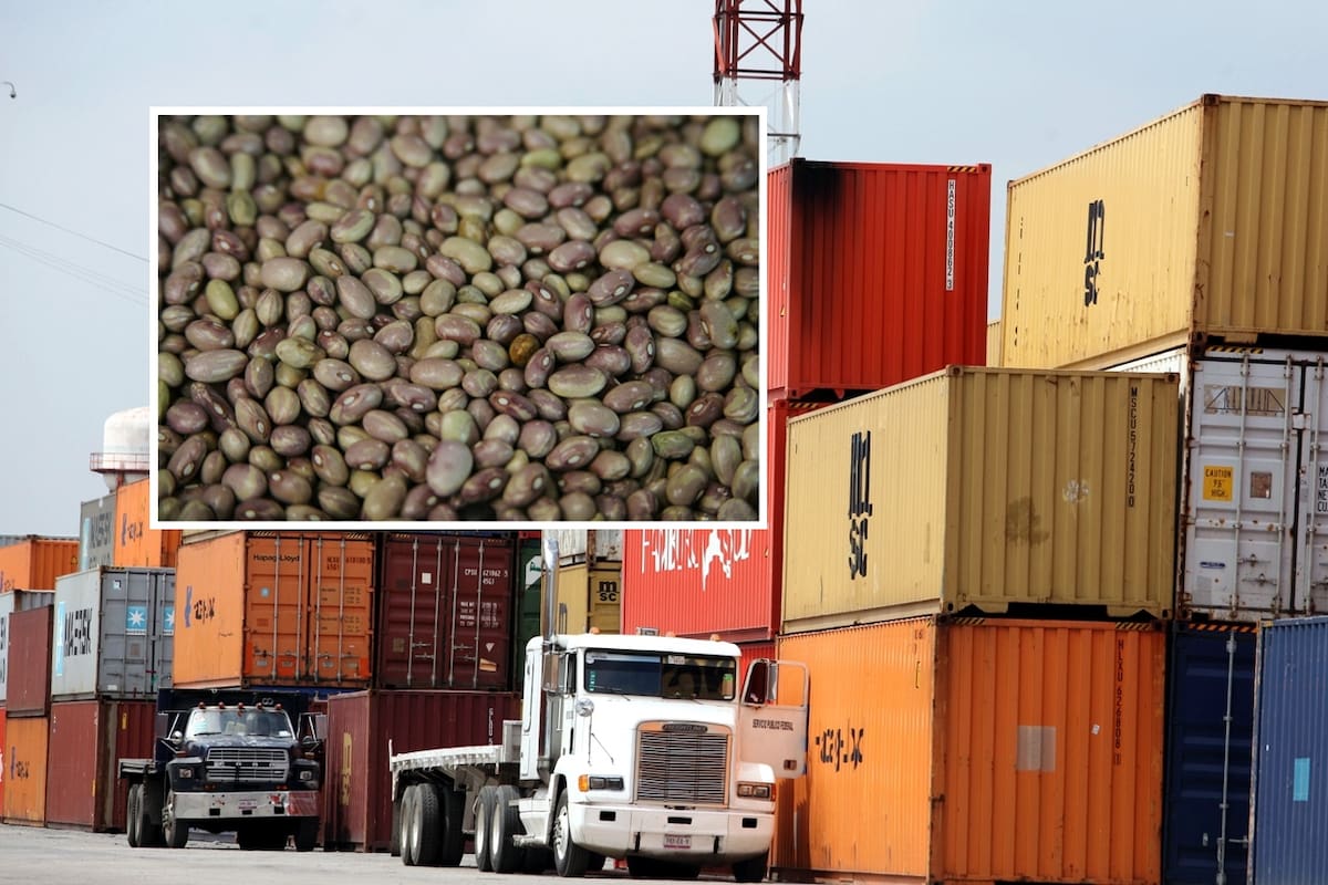 México pasó de ser productor de frijol a depender de la importación de Estados Unidos, ¿A qué se debe?