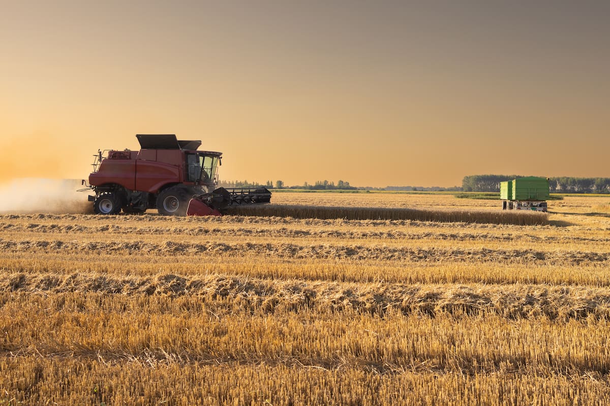 Trigo con valor agregado