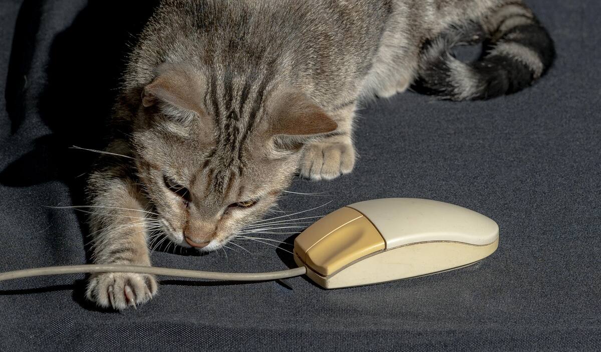 Los gatos son solitarios y cazadores natos.
