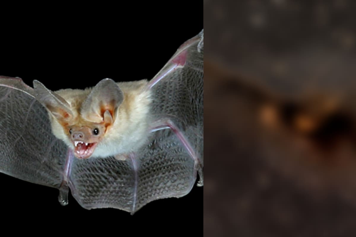 “Es la batiseñal”: la NASA comparte imagen de una inusual galaxia en forma de murciélago y se vuelve viral