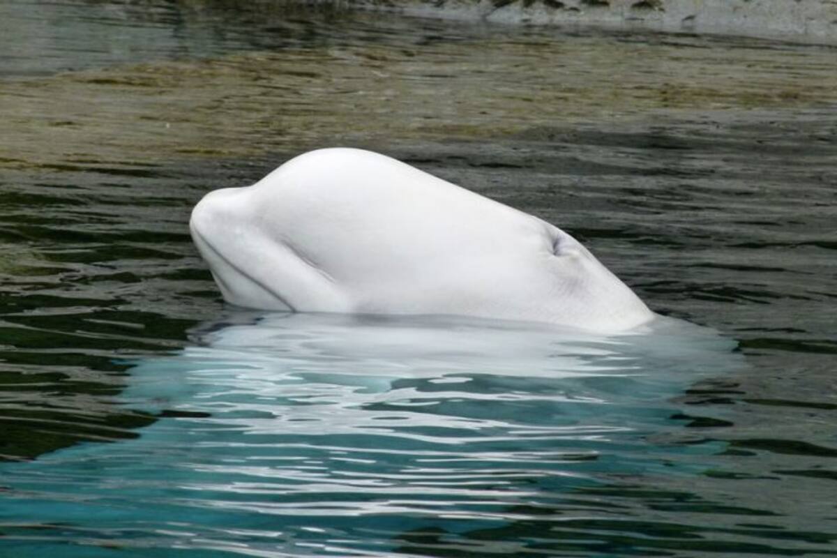 Encuentran una beluga “espía” en Noruega