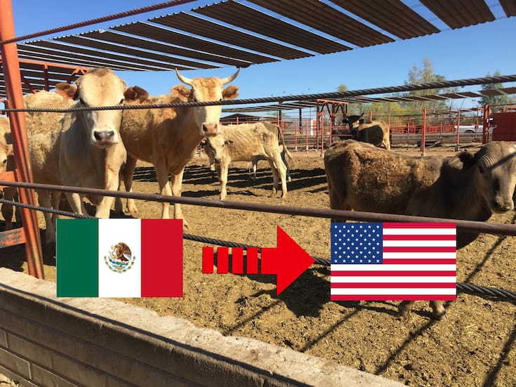 Cierre de exportación de ganado a EEUU por gusano barrenador deja pérdidas de 700 millones de dólares para México