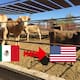 Cierre de exportación de ganado a EEUU por gusano barrenador deja pérdidas de 700 millones de dólares para México
