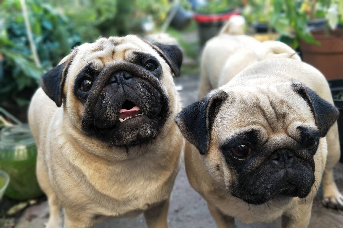 Pareja acusada de “cocinar” por error a pugs; les prohíben tener animales