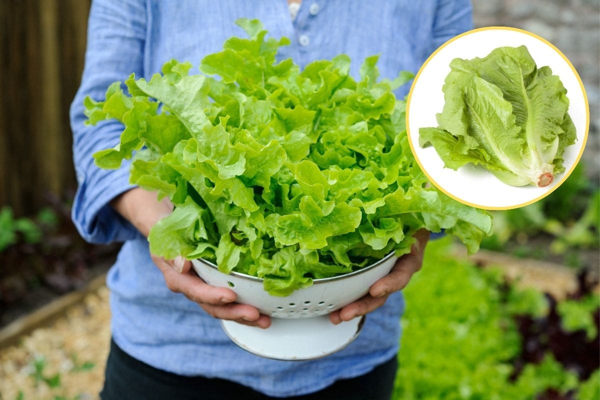 ¿Cómo cultivar lechuga en maceta? Tips sencillos para disfrutar hojas frescas en casa