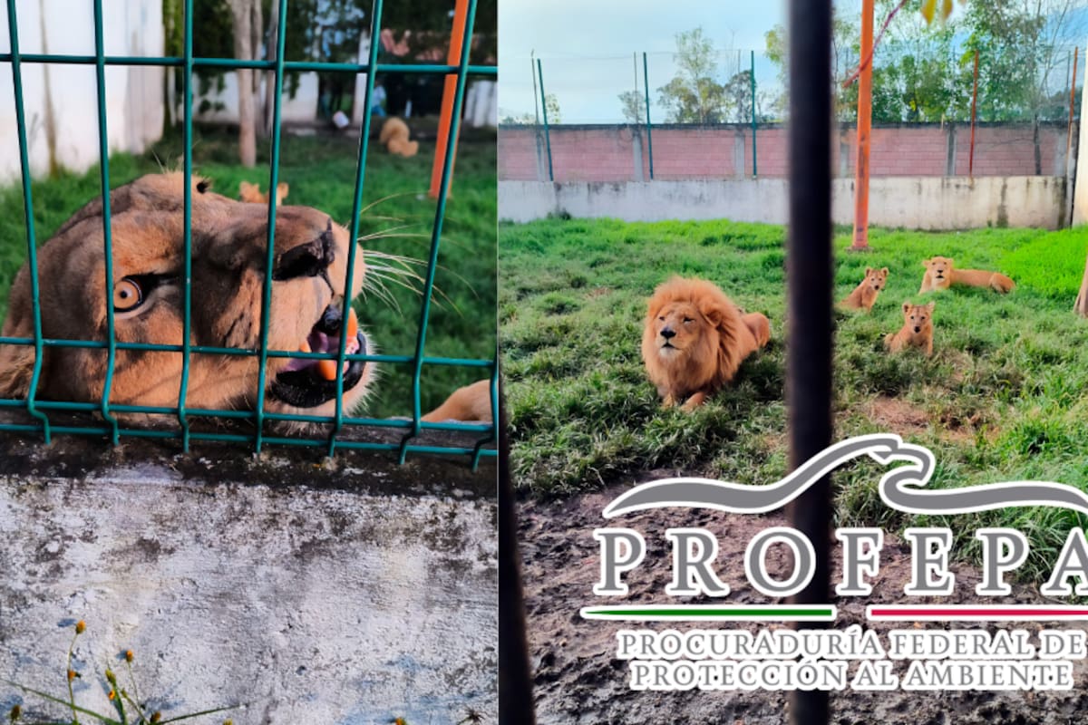Rescatan en Ixtapan de la Sal a cuatro leones, entre ellos dos cachorros, en operativo conjunto