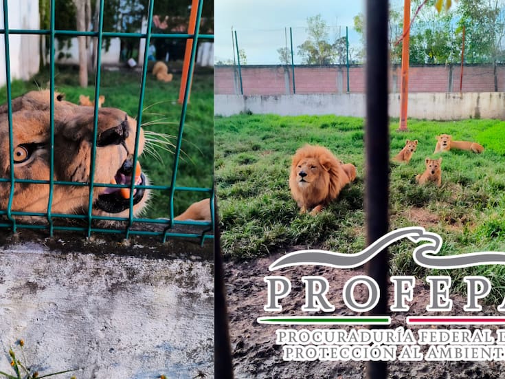 Rescatan en Ixtapan de la Sal a cuatro leones, entre ellos dos cachorros, en operativo conjunto