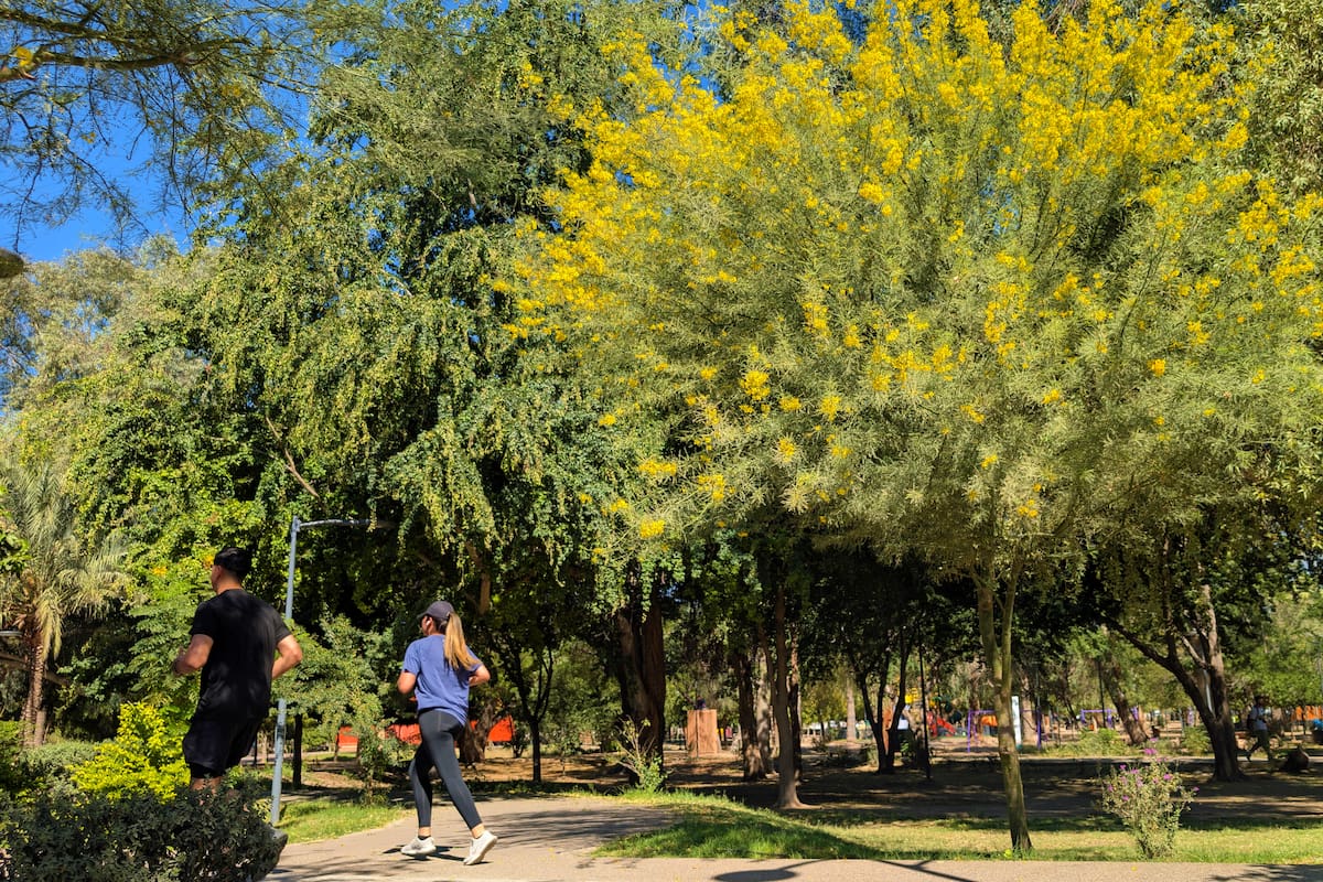 Convocatoria “El Sol del Desierto” invita a fotógrafos de Hermosillo a capturar la belleza del palo verde