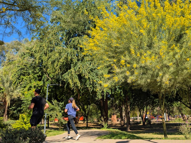 Convocatoria “El Sol del Desierto” invita a fotógrafos de Hermosillo a capturar la belleza del palo verde