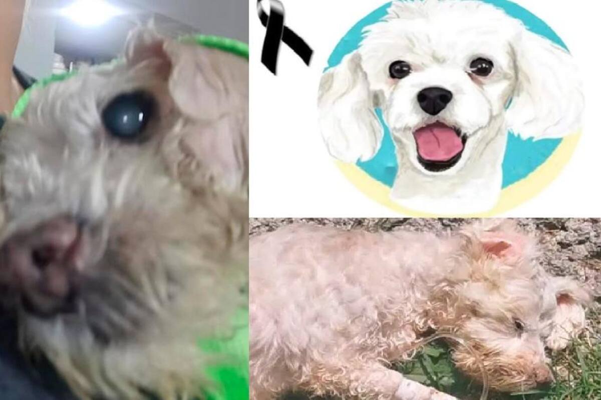 Muere Aurora, perrita abusada por su dueño y rescatada gracias a denuncia
