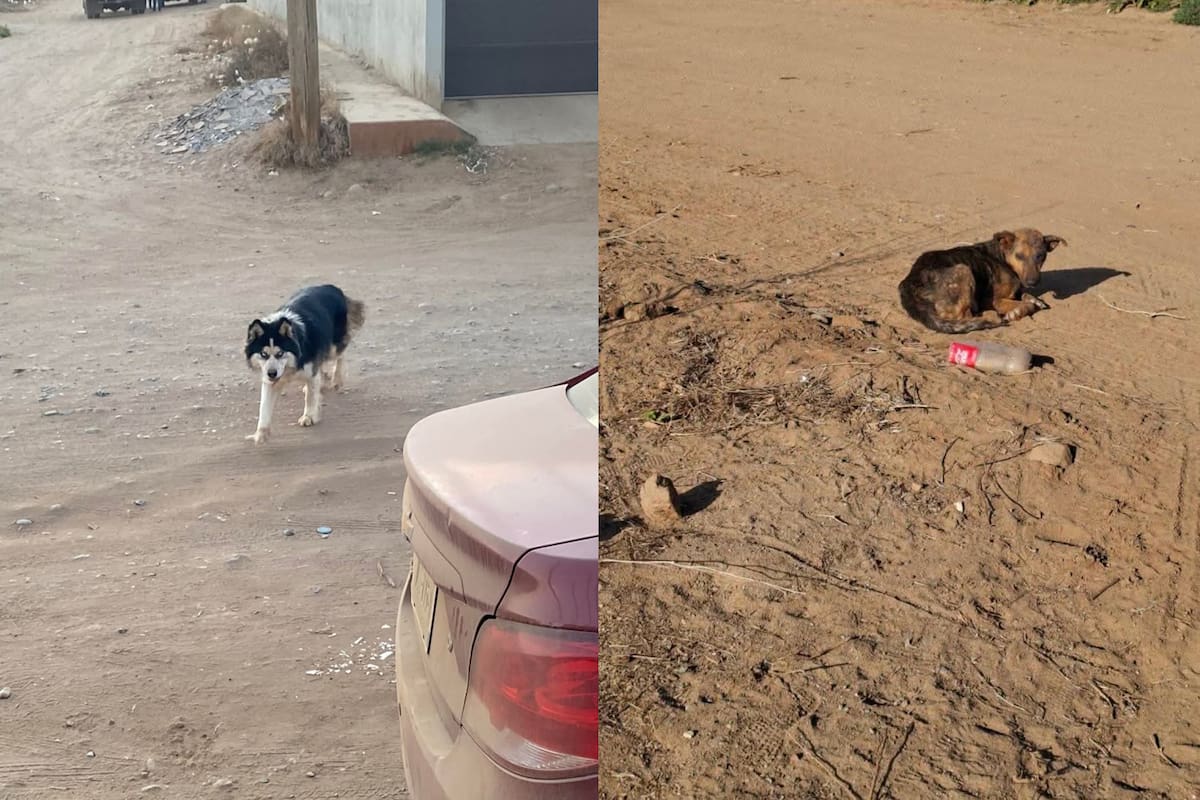 El Ayuntamiento de San Quintín está trabajando para contar con un espacio de adopción para los animales que son rescatados.