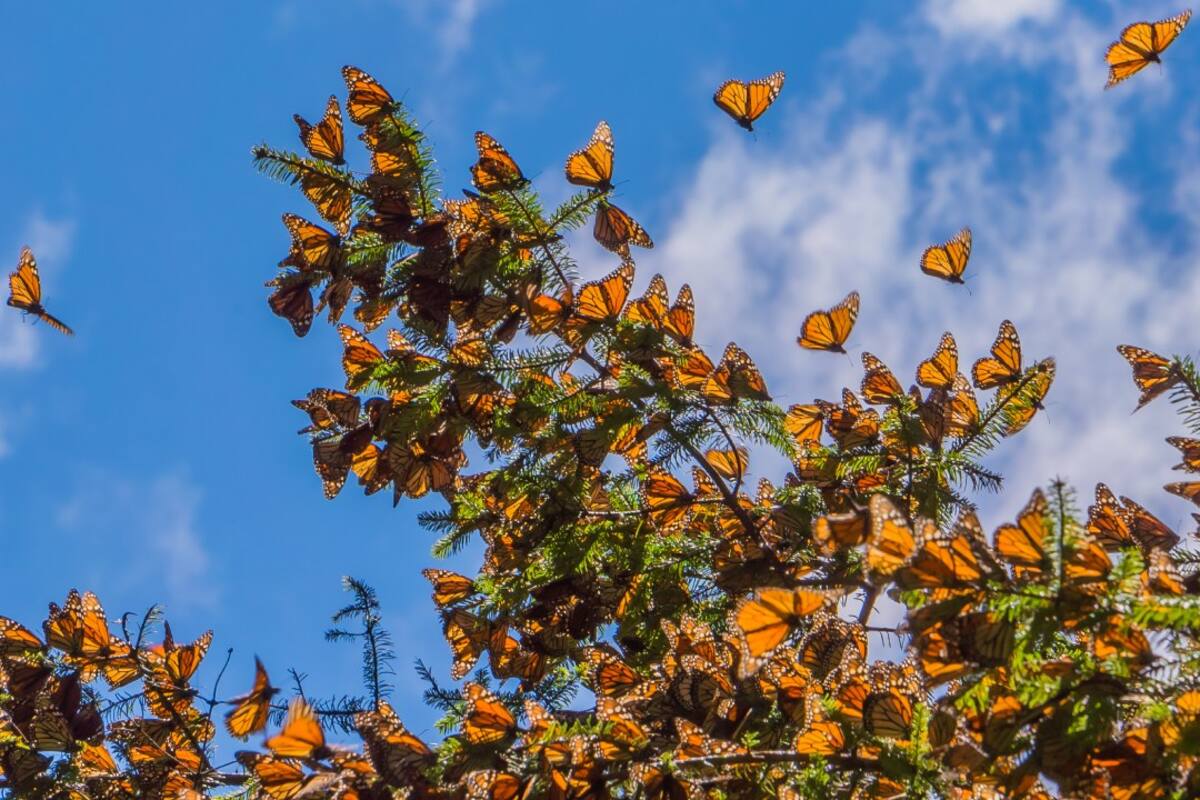 NWF reporta mínimo histórico en población de mariposa monarca en California