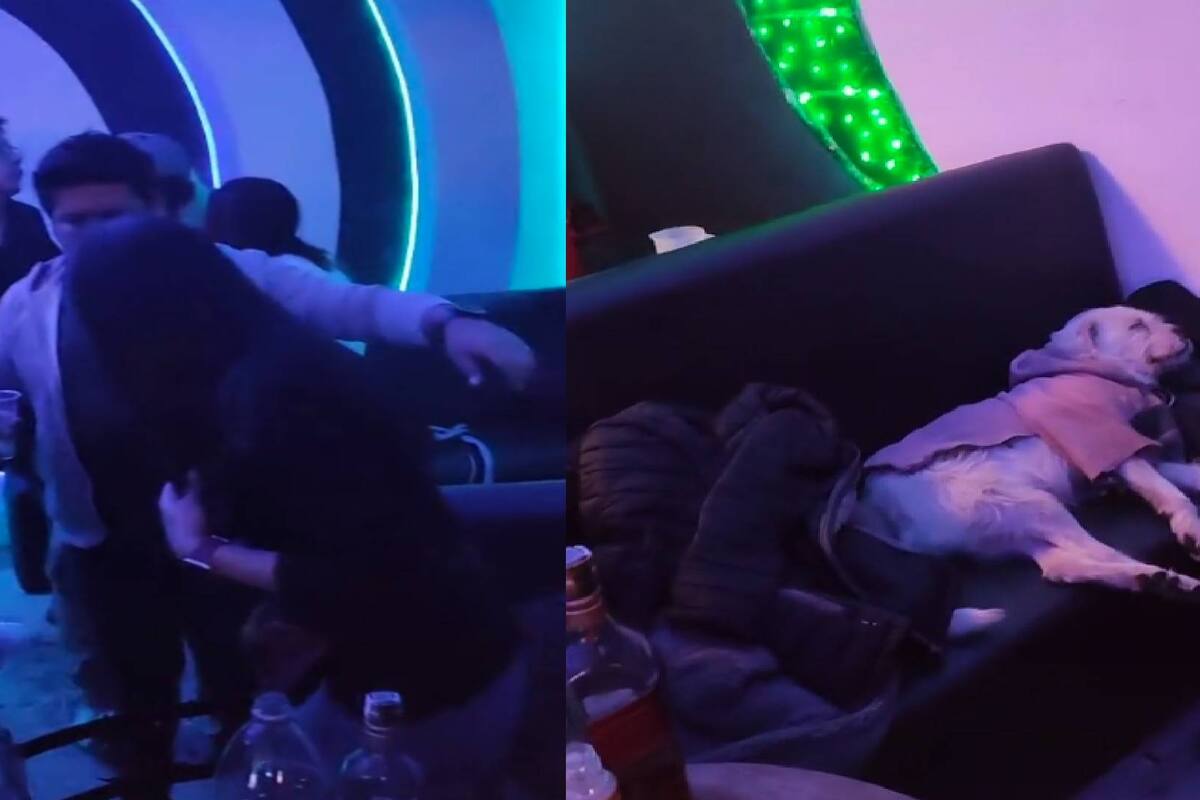 ¡Su compañero hasta en las fiestas! Perrito va con su dueña al antro y se queda dormido