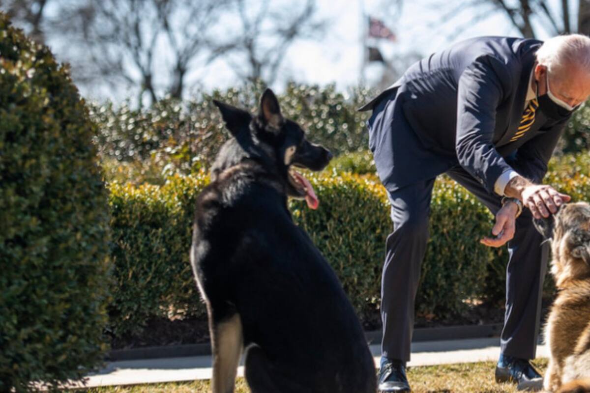 Perro de Joe Biden vuelve a morder a otro trabajador de la Casa Blanca