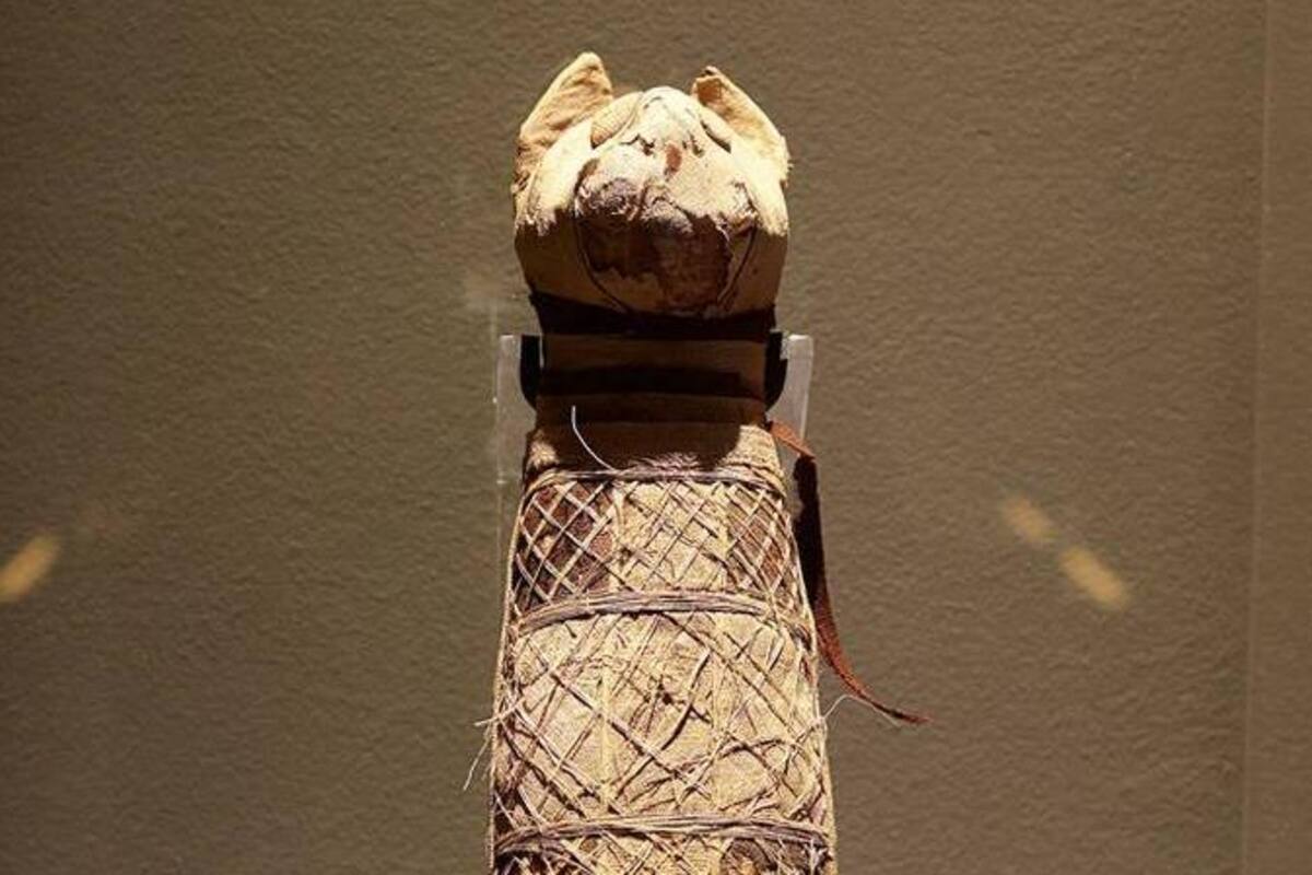 El ‘misterio’ de un gato egipcio momificado