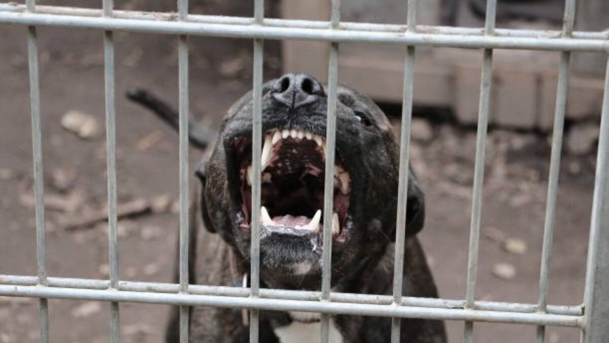 El niño sufrió graves heridas en el cuello después de que el perro lo mordiera repetidamente.