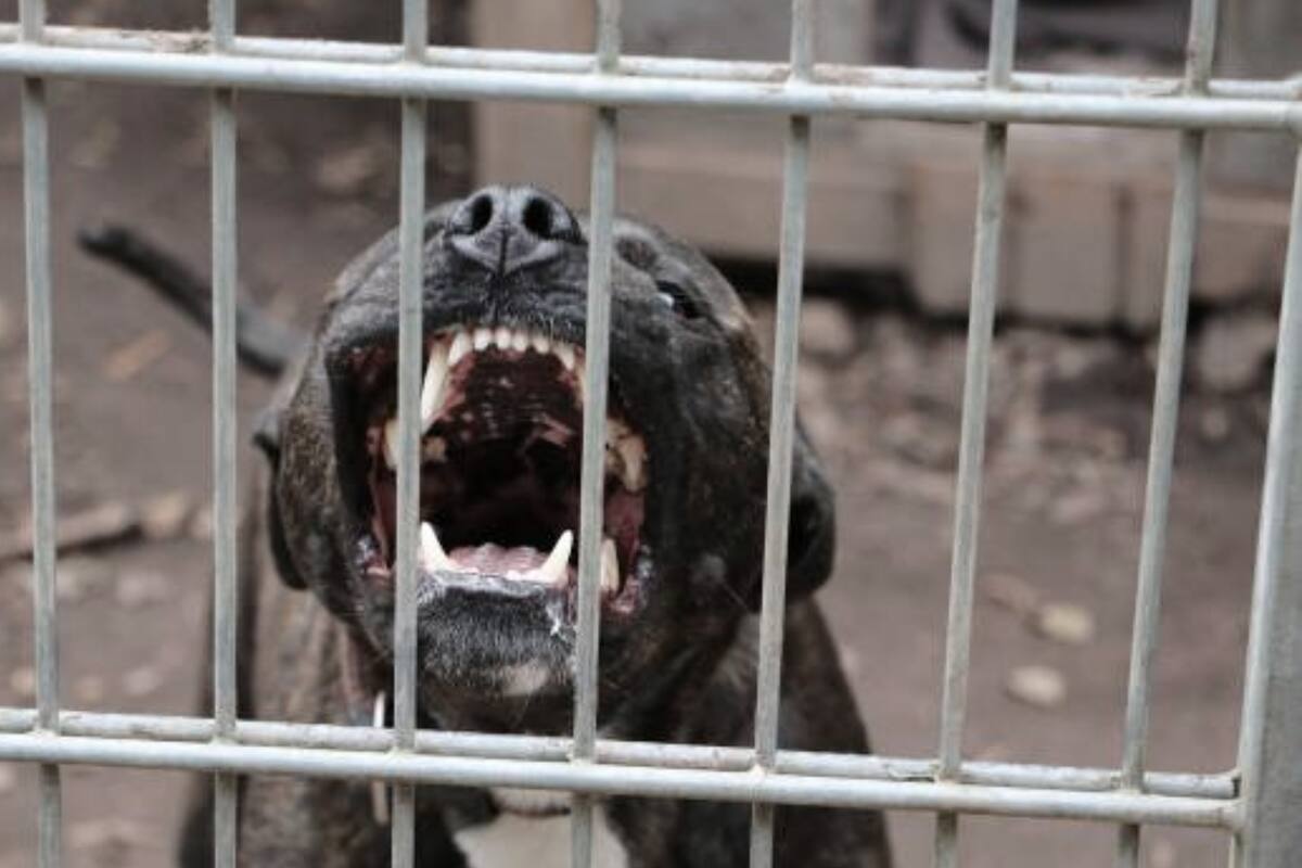 Muere anciano de 70 años al ser brutalmente atacado por dos pitbulls en Bolivia